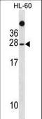 TATA-Box Binding Protein Associated Factor 11 antibody, LS-C156195, Lifespan Biosciences, Western Blot image 