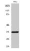 MAS Related GPR Family Member E antibody, A17659, Boster Biological Technology, Western Blot image 