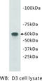 Transmembrane Protein 132E antibody, MBS355116, MyBioSource, Western Blot image 