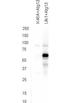 Autophagy Related 13 antibody, orb345689, Biorbyt, Western Blot image 