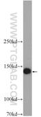 Tetratricopeptide Repeat Domain 37 antibody, 24594-1-AP, Proteintech Group, Western Blot image 