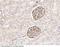 X-Linked Inhibitor Of Apoptosis antibody, 10606-T26, Sino Biological, Immunohistochemistry frozen image 