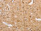 Rho Guanine Nucleotide Exchange Factor 5 antibody, CSB-PA091163, Cusabio, Immunohistochemistry paraffin image 