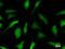Chloride Nucleotide-Sensitive Channel 1A antibody, LS-C342535, Lifespan Biosciences, Immunofluorescence image 