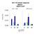 Mediator of RNA polymerase II transcription subunit 31 antibody, A08877, Boster Biological Technology, Chromatin Immunoprecipitation image 