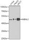 Muscleblind Like Splicing Regulator 1 antibody, A8054, ABclonal Technology, Western Blot image 