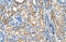 Cadherin 3 antibody, 30-049, ProSci, Immunohistochemistry frozen image 