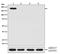 CRISPR-associated endonuclease Cas9/Csn1 antibody, M30929, Boster Biological Technology, Western Blot image 