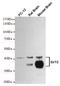 Sirtuin 2 antibody, M00433-3, Boster Biological Technology, Western Blot image 