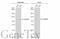 Clock Circadian Regulator antibody, GTX134464, GeneTex, Western Blot image 