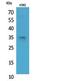 Syntaxin 1A antibody, STJ96805, St John