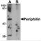 Periphilin 1 antibody, MBS150122, MyBioSource, Western Blot image 
