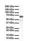 Na(+)/I(-) symporter antibody, orb325092, Biorbyt, Western Blot image 