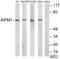 Apoptosis Inducing Factor Mitochondria Associated 1 antibody, LS-C119533, Lifespan Biosciences, Western Blot image 