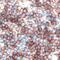Galectin 1 antibody, AF1245, R&D Systems, Immunohistochemistry paraffin image 