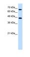 Neurogenin 1 antibody, orb329641, Biorbyt, Western Blot image 