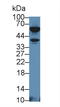 Lymphotoxin Alpha antibody, LS-C296856, Lifespan Biosciences, Western Blot image 