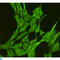 Mitogen-Activated Protein Kinase 8 antibody, LS-C813022, Lifespan Biosciences, Immunofluorescence image 