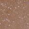 CD99 Molecule Like 2 antibody, PA5-58538, Invitrogen Antibodies, Immunohistochemistry frozen image 