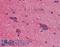 Synuclein Alpha antibody, LS-B2923, Lifespan Biosciences, Immunohistochemistry frozen image 