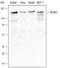 Nuclear Receptor Coactivator 3 antibody, AF5076, R&D Systems, Western Blot image 