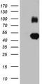 Immunoglobulin Superfamily Member 11 antibody, LS-C338852, Lifespan Biosciences, Western Blot image 