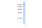 Ribosome biogenesis protein BOP1 antibody, 26-110, ProSci, Enzyme Linked Immunosorbent Assay image 