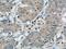 GC-A antibody, 55116-1-AP, Proteintech Group, Immunohistochemistry paraffin image 