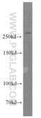 ATR Serine/Threonine Kinase antibody, 19787-1-AP, Proteintech Group, Western Blot image 