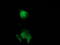 Catalase antibody, LS-B14774, Lifespan Biosciences, Immunofluorescence image 