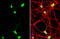 HGL antibody, GTX101116, GeneTex, Immunofluorescence image 