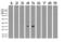 Protein C Receptor antibody, LS-C796952, Lifespan Biosciences, Western Blot image 