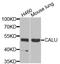 Calumenin antibody, LS-C346114, Lifespan Biosciences, Western Blot image 