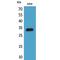 Cyclin Dependent Kinase Inhibitor 1C antibody, LS-C387101, Lifespan Biosciences, Western Blot image 