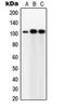 Tubulin Gamma Complex Associated Protein 5 antibody, LS-C353613, Lifespan Biosciences, Western Blot image 