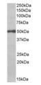 Eukaryotic Translation Initiation Factor 3 Subunit E antibody, orb125095, Biorbyt, Western Blot image 