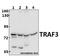 TNF Receptor Associated Factor 3 antibody, A00424S289, Boster Biological Technology, Western Blot image 
