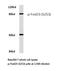 Forkhead Box O3 antibody, LS-C177993, Lifespan Biosciences, Western Blot image 