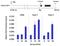 SIN3 Transcription Regulator Family Member A antibody, GTX23479, GeneTex, Chromatin Immunoprecipitation image 