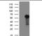 WT1 Associated Protein antibody, NBP2-46368, Novus Biologicals, Western Blot image 