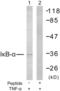 NFKB Inhibitor Alpha antibody, abx012862, Abbexa, Western Blot image 