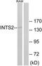 Integrator Complex Subunit 2 antibody, TA315666, Origene, Western Blot image 