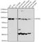 Mitochondrial Translational Initiation Factor 2 antibody, 16-589, ProSci, Western Blot image 