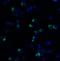 Programmed Cell Death 1 antibody, LS-B1387, Lifespan Biosciences, Immunofluorescence image 