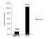 Tet Methylcytosine Dioxygenase 2 antibody, NBP2-43554, Novus Biologicals, Chromatin Immunoprecipitation image 