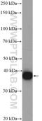 EBNA1 Binding Protein 2 antibody, 15973-1-AP, Proteintech Group, Western Blot image 