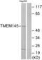 Transmembrane Protein 145 antibody, GTX87759, GeneTex, Western Blot image 