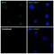 Metallothionein 3 antibody, NBP1-89772, Novus Biologicals, Immunocytochemistry image 