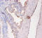 CD59 Molecule (CD59 Blood Group) antibody, A53261-100, Epigentek, Immunohistochemistry paraffin image 