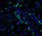 CASP2 And RIPK1 Domain Containing Adaptor With Death Domain antibody, NBP1-77048, Novus Biologicals, Immunocytochemistry image 